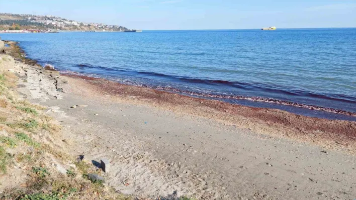 Tekirdağ'da kıyı kızıla boyandı