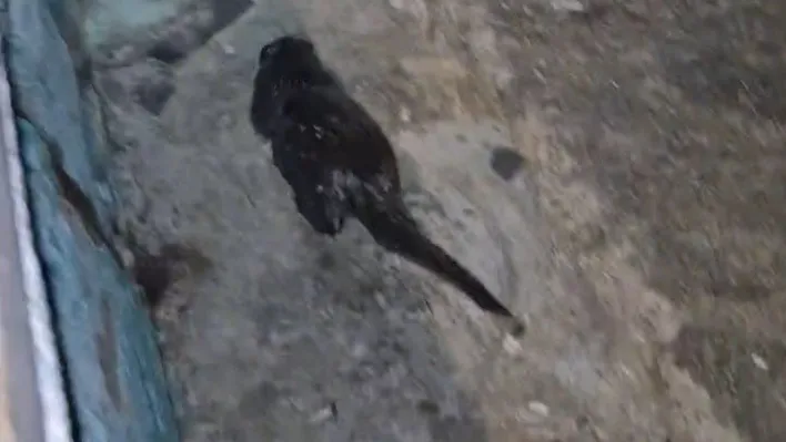 Tekirdağ'da Marmara Denizi kıyısında su samuru yavrusu görüntülendi