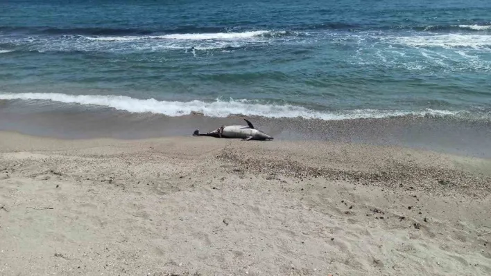 Tekirdağ'da ölü yunus sahile vurdu
