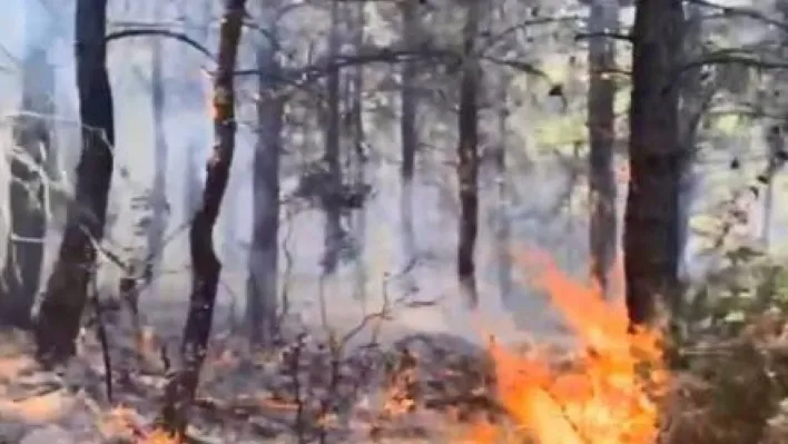 Tekirdağ'da orman yangını kontrol altına alındı