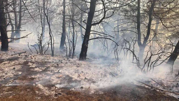 Tekirdağ'da orman yangını söndürüldü