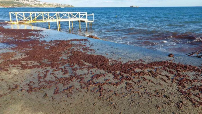 Tekirdağ'da poyraz fırtınası etkili oluyor: Kızıl yosunlar gelmeye devam ediyor