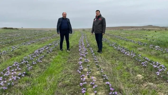 Tekirdağ'da safran üretimi yaygınlaşıyor