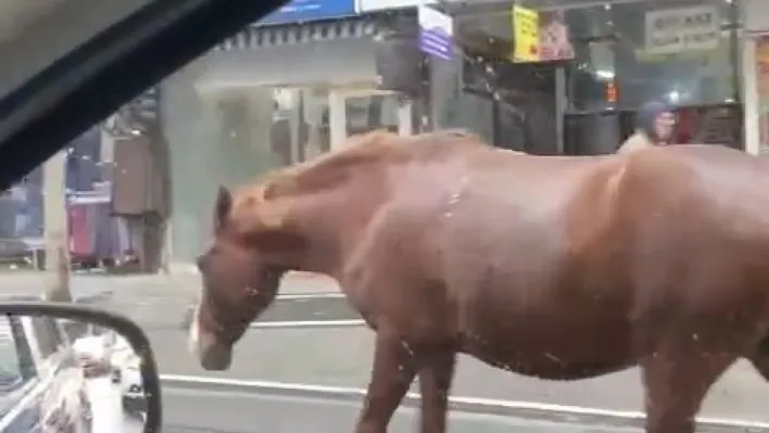 Tekirdağ'da sokaklarda gezen başıboş atlar şaşkınlığa sebep oldu