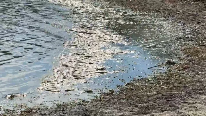 Tekirdağ'da su seviyesi azalan gölette balık ölümleri meydana geldi