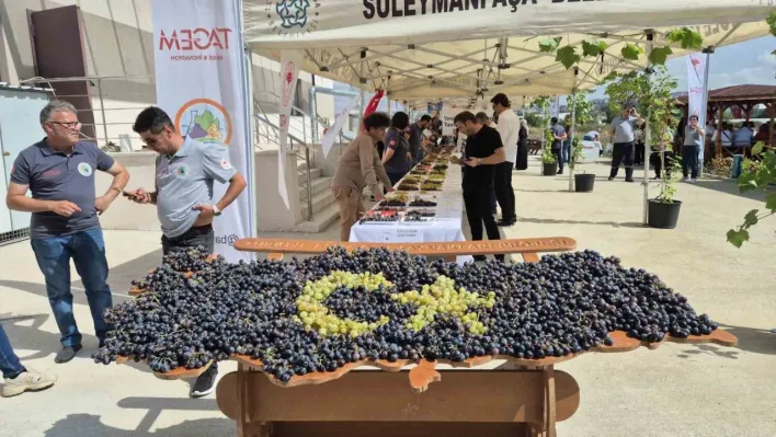 Tekirdağ'da üzüm şöleni: Onlarca yeni çeşit tanıtıldı