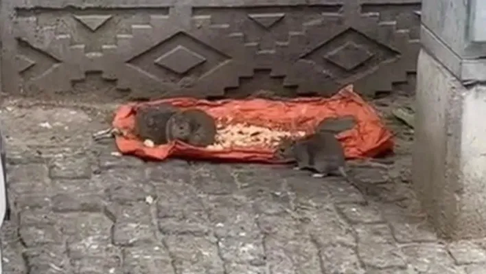 Tekirdağ'da vatandaşlar tedirgin: 'Fareler sokakları bastı'