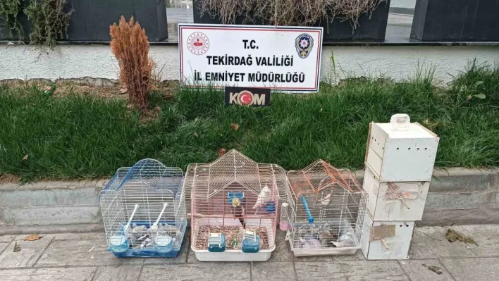 Tekirdağ'da yasa dışı hayvan üretimine ağır ceza