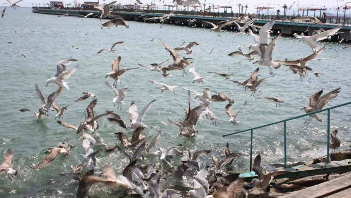 Tekirdağ sahilinde martıların ekmek kavgası