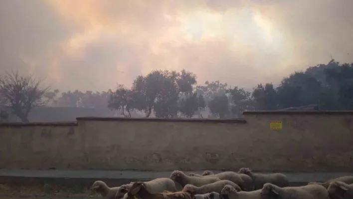 Tekirdağ Şarköy'deki orman yangınına havadan ve karadan müdahale sürüyor