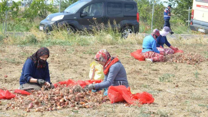 Tekirdağ soğanı coğrafi işaret aldı: 3 bin ton ürün bekleniyor