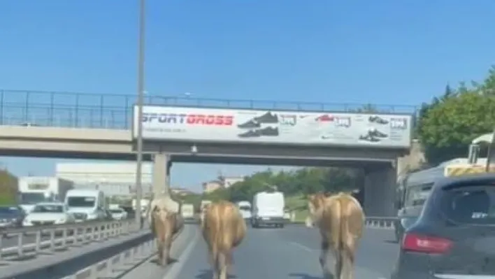 TEM Otoyolu'na çıkan inekler sürücülere zor anlar yaşattı