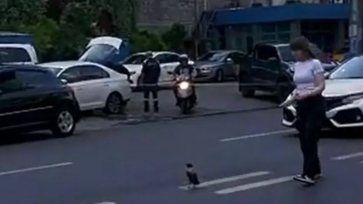 Trafiği durdurup yardım etmek istedi, karganın saldırısına uğradı: O anlar kamerada