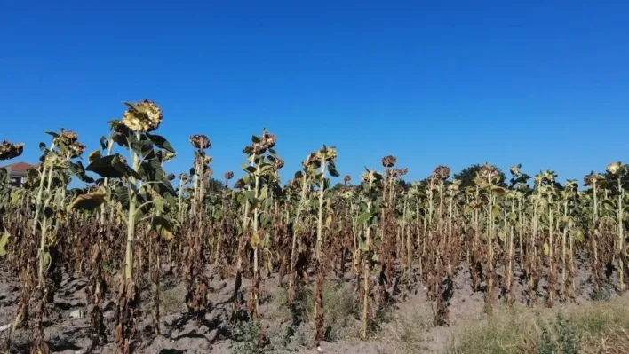 Trakya'da kuraklık ayçiçeğini vurdu