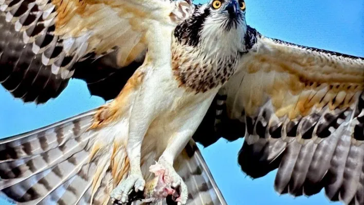 Türkiye'de nadir görülen balık kartalı Bursa'da görüntülendi