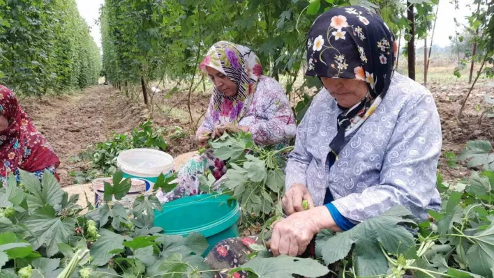 Türkiye'de sadece Bilecik'te yetişen endüstriyel bitki şerbetçi otunun hasadı başladı