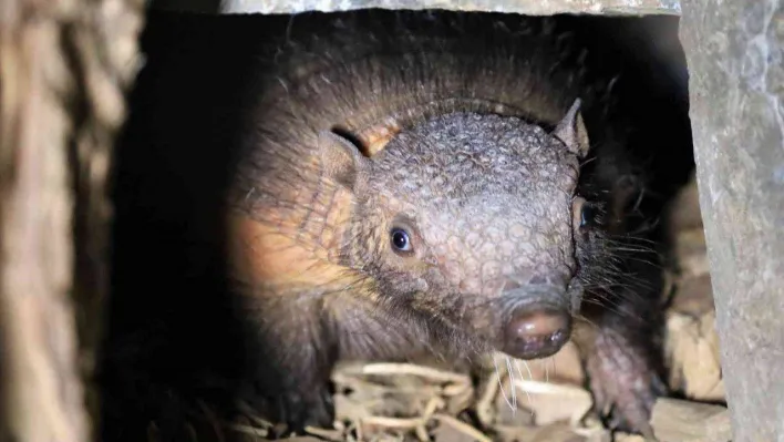 Türkiye'nin ilk armadillo yavrusu 3 buçuk ay önce dünyaya gözlerini açtı