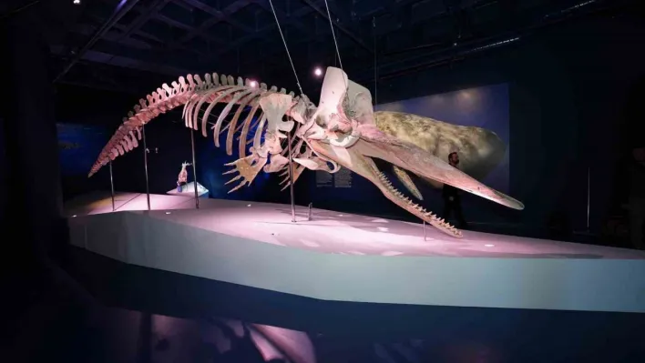 Türkiye'nin ilk Balina iskeleti sergisi yoğun ilgi görmeye devam ediyor