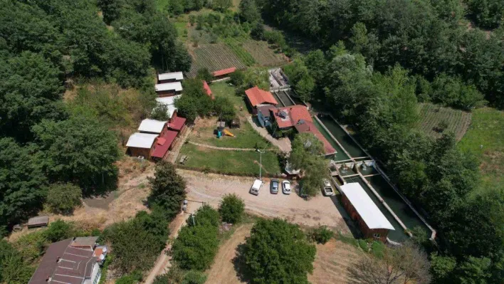 Uludağ'ın kar sularında yetiştirilen alabalık yaz aylarında rağbet görüyor