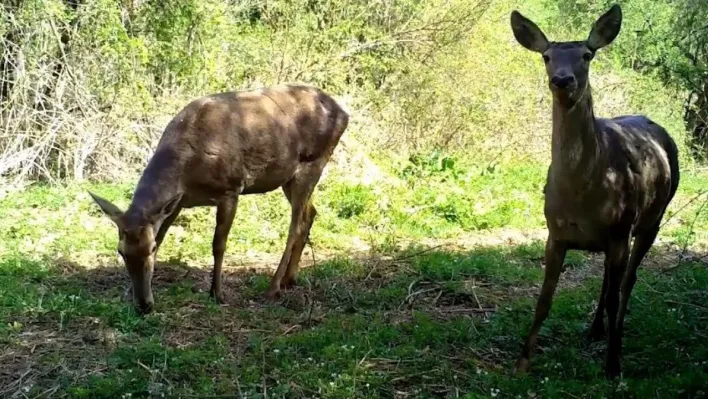 Uludağ'ın yaban hayvanları fotokapana yakalandı