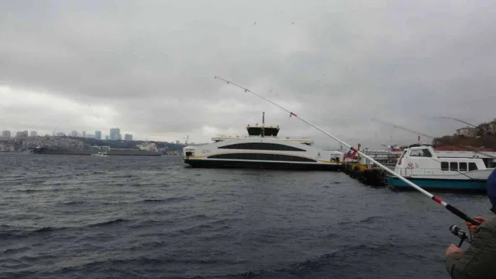 Üsküdar'da iki geminin arasında sıkışan yunus öldü