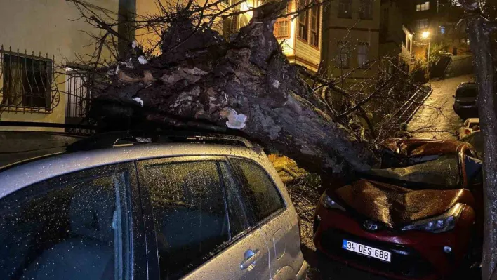 Üsküdar'da yarım asırlık akasya ağacı 2 otomobilin üzerine devrildi