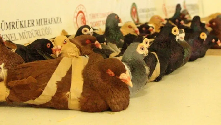 Vicdansızlar, güvercinler uçamasınlar diye kanatlarından bağlayıp ülkeye sokmak istedi