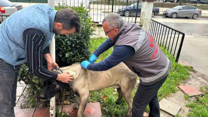 Vize'de kedi, köpek ve gelincikler kayıt altına alınıyor