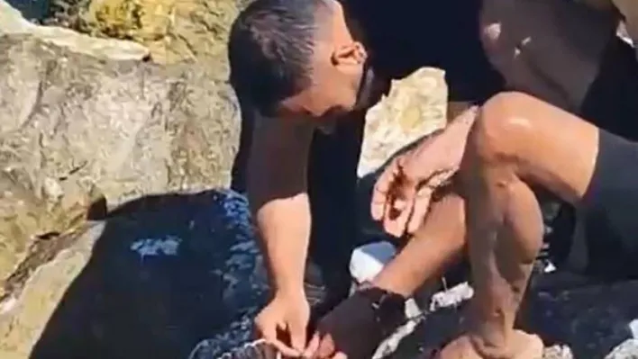 Yalova'da balıkçının oltasına martı takıldı