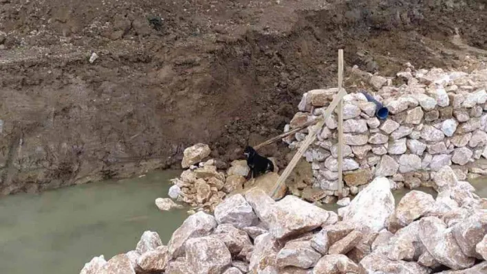 Yalova'da dere yatağına düşen köpeği itfaiye kurtardı