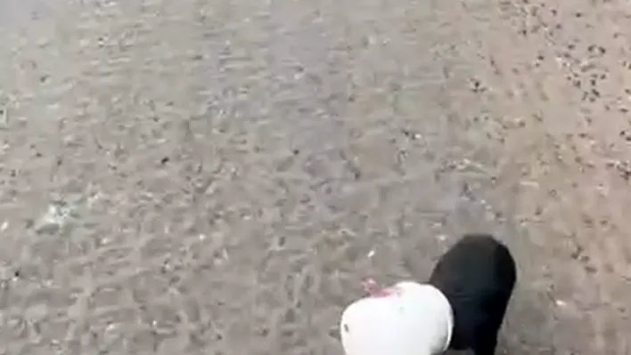 Yalova'da kamyon sürücüsü kafası plastik kaba sıkışan yavru köpeği kurtardı