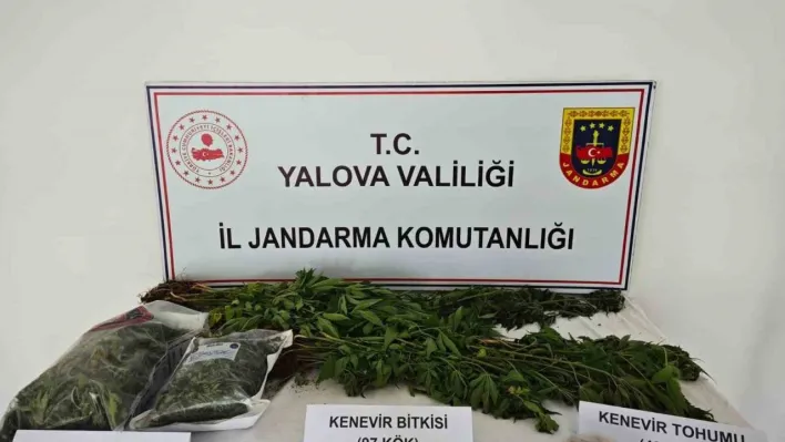 Yalova'da kenevir yetiştirilen villaya operasyon: 1 tutuklama
