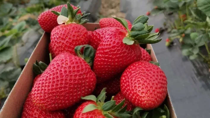 Yalova'da Sermayecik çileği üreticisinin yüzünü yine güldürdü