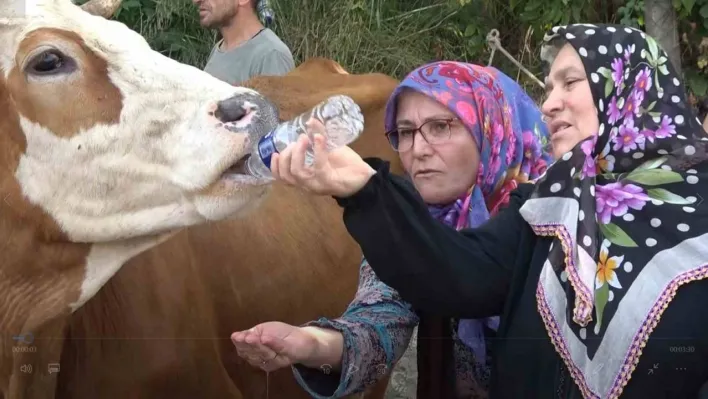 Yalova'da susuz kalan köylü yol kapattı, pet şişeyle ineklerine su içirdi