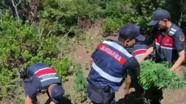 Yalova'da yasa dışı kenevir ekimi yapan zanlı tutuklandı