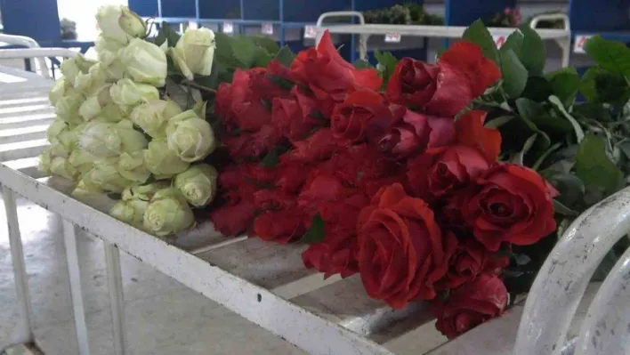 Yalova'daki süs bitkileri ihracatında yüzde 90 artış