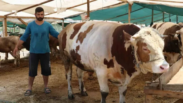 Yalova Kurban Pazarı'nın 'Şampiyon'ları alıcılarını bekliyor