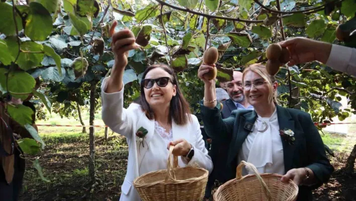 Yalova'nın coğrafi işaretli meyvesi kivide hasat sevinci