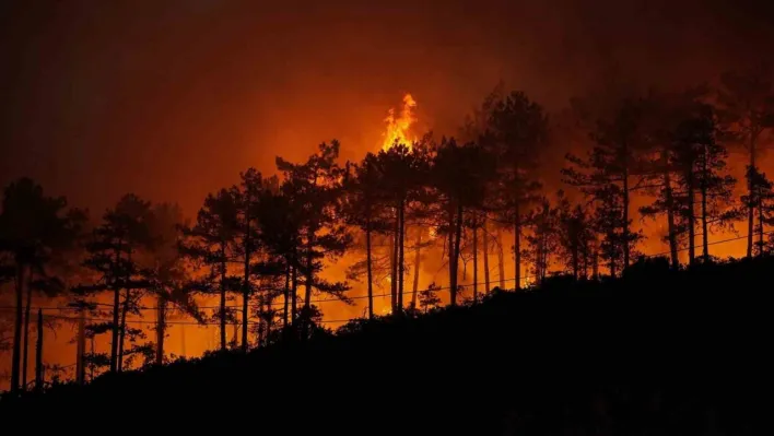 Yanan 3 bin hektar orman için 100 yıl gerekiyor