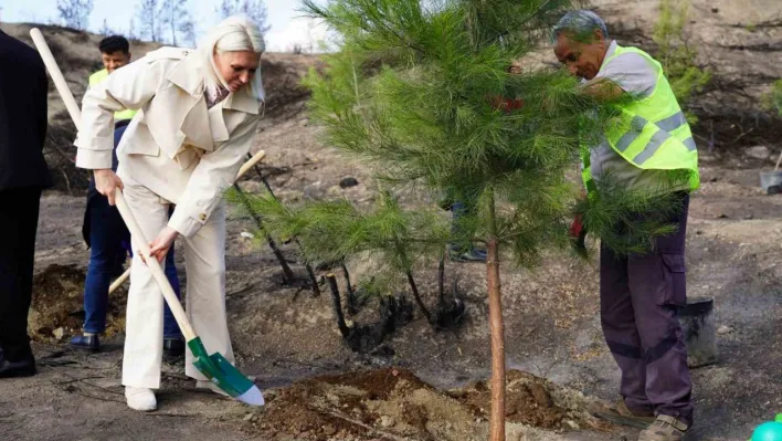 Yangın bölgesinde ilk fidanlar toprakla buluştu