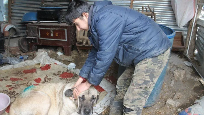 Yaralanan köpek iki aileyi mahkemelik etti