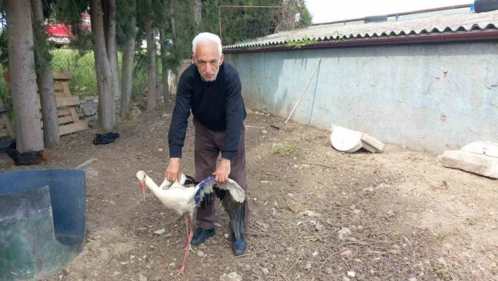 Yaralı leylek tedavi edildi