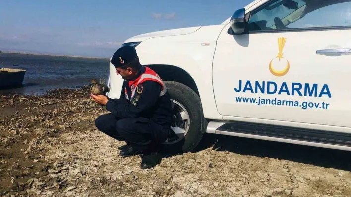 Yaralı ördek jandarma ekiplerince kurtarıldı