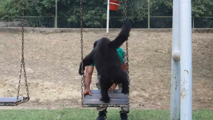 Yasak ticaretten kurtuldu, DNA testiyle kaderi değişti: Yavru goril Zeytin Türkiye'de kalacak