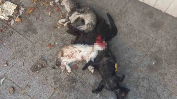 Yavru kediler öldürülmüş olarak bulundu: 1 gözaltı