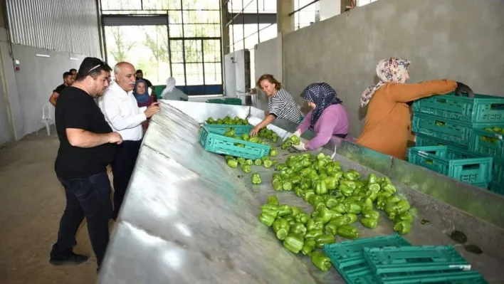 Yenişehir biberi yeni yatırımlarla dünyaya pazarlanıyor