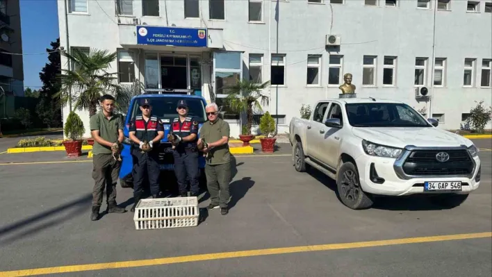 Yeşilbaşlı yaban ördeklerini avda mühre olarak kullanan avcılara 64 bin lira ceza