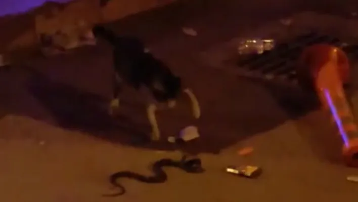 Yılan ile kedinin kavgası kamerada