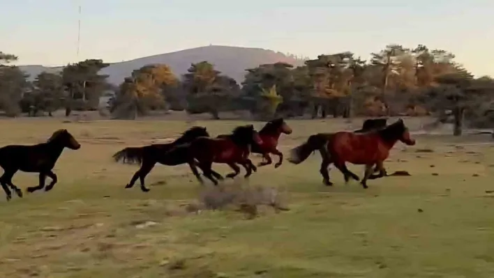 Yılkı atları doğada özgürce koşuyor