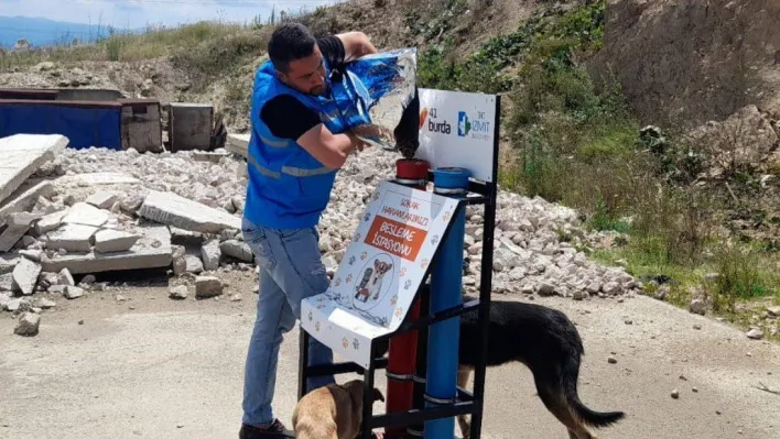 Yiyecek bulmakta zorlanan hayvanlar için mama bırakılıyor